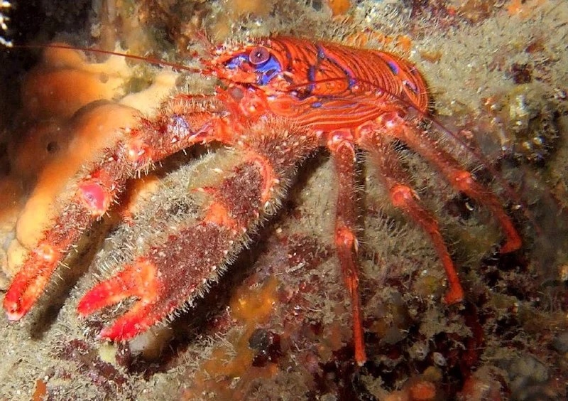Palmentojo