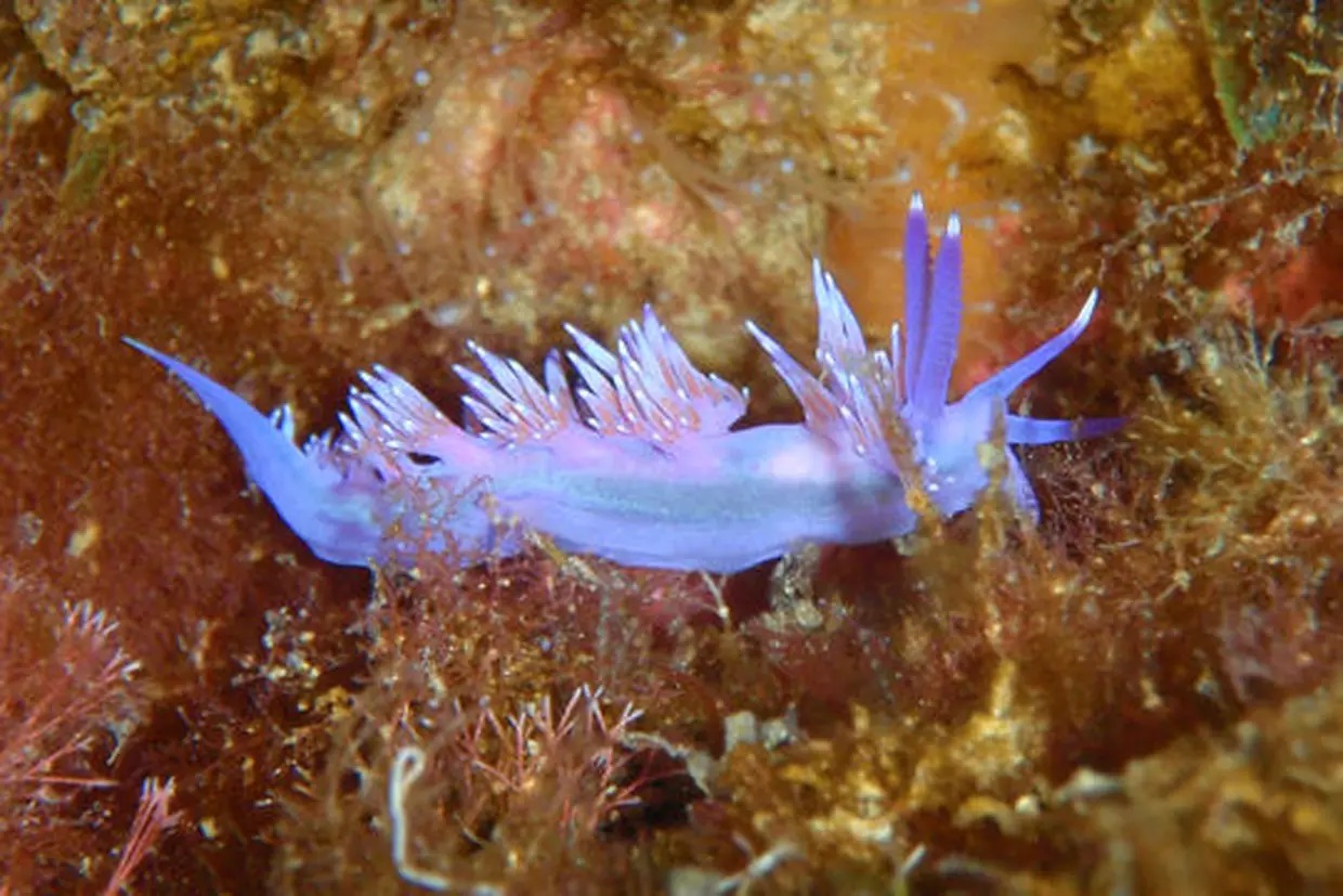 A CUPULATTA
